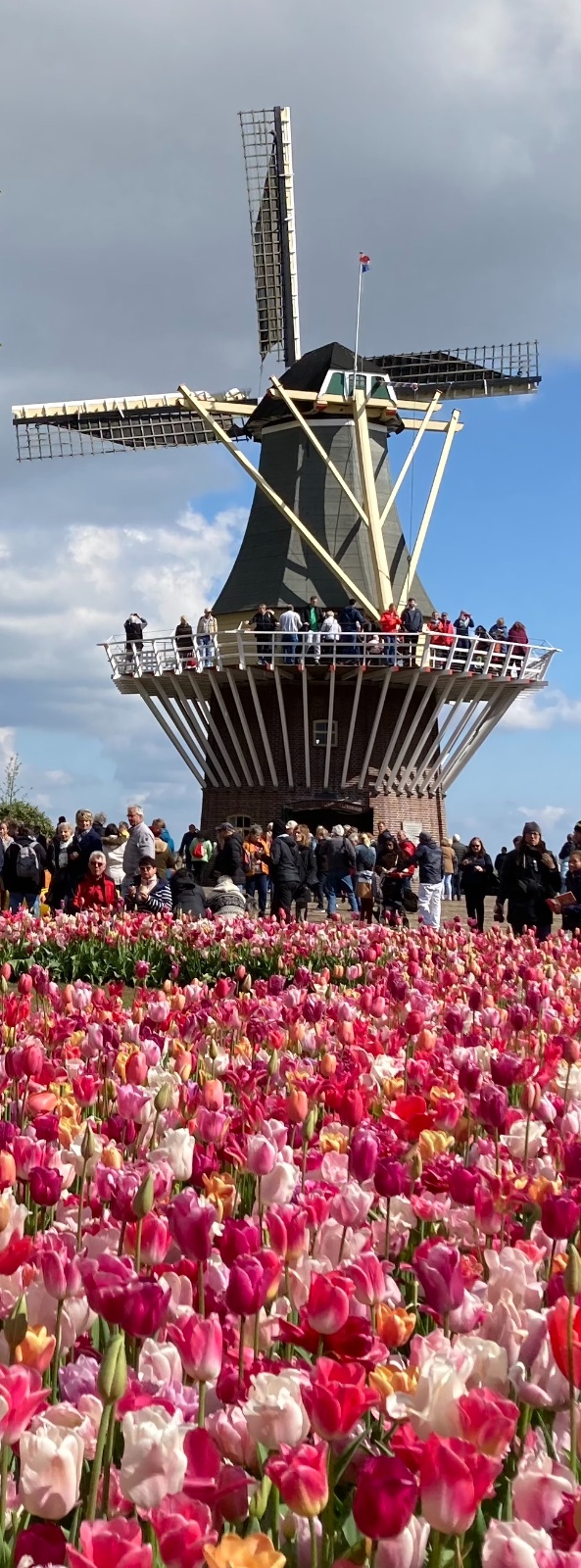 Keukenhof Molen met Tulpen